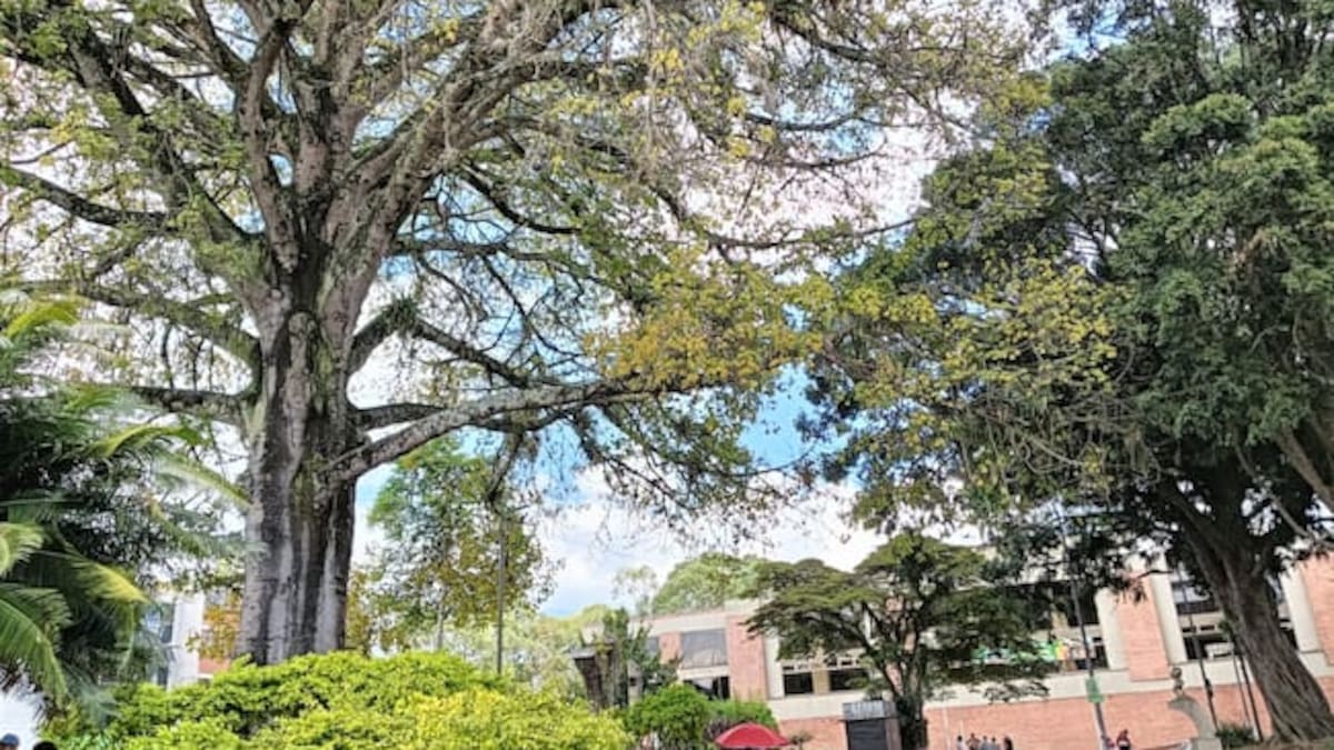 Director de planeación de Armenia