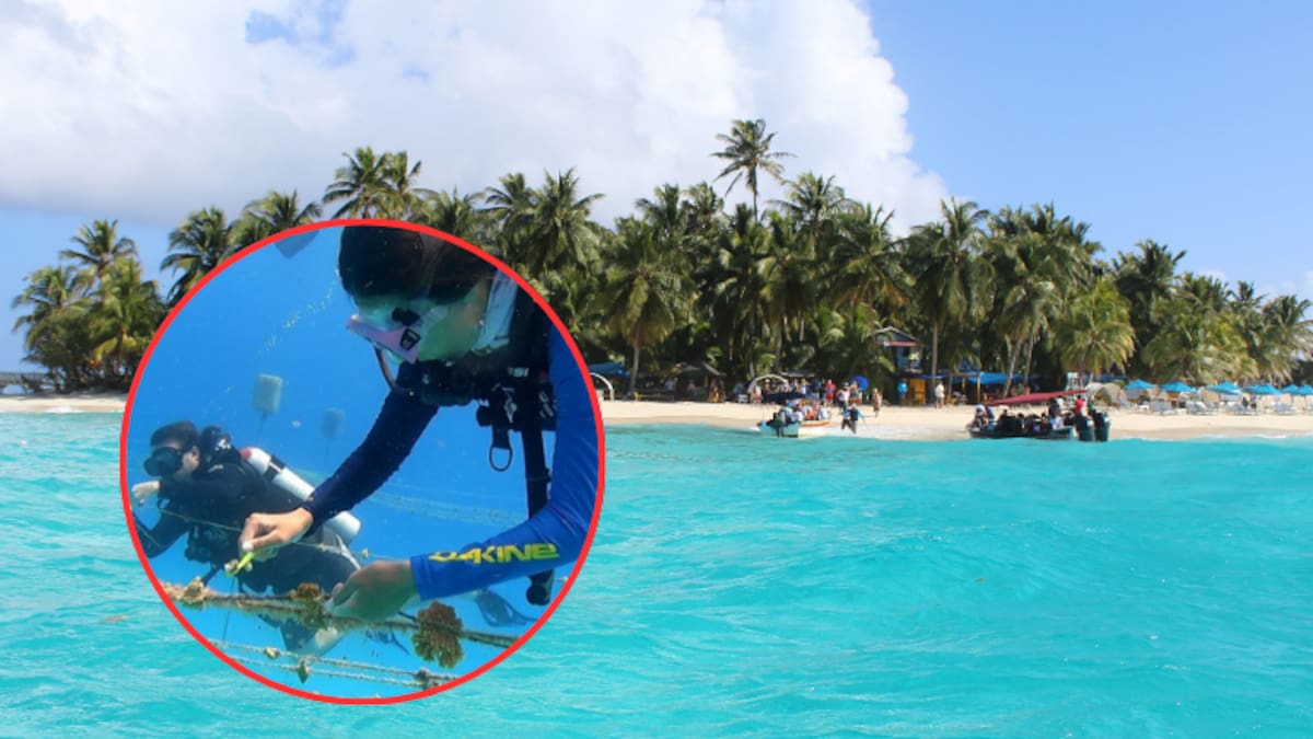 De qué se trata el ‘buceo regenerativo’ y cómo se puede hacer en San Andrés