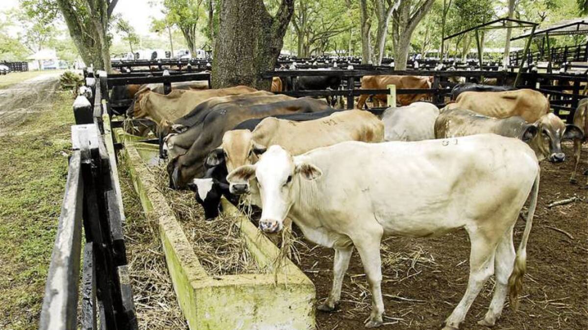 Paro camionero tiene afectada la producción de carnes, leche y huevos