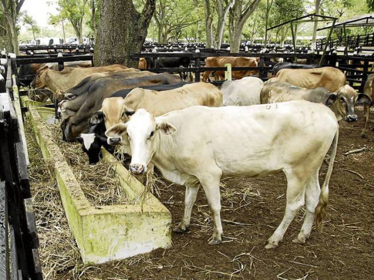 Paro camionero tiene afectada la producción de carnes, leche y huevos