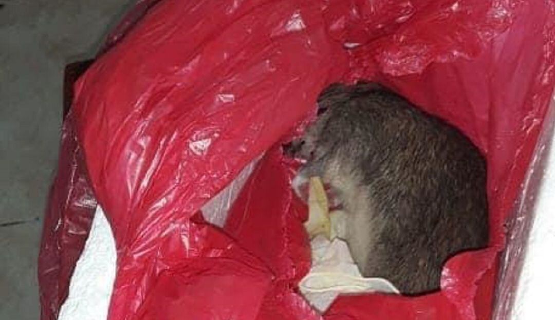 Familia denuncia que le entregaron el cuerpo de una rata y no de su bebé