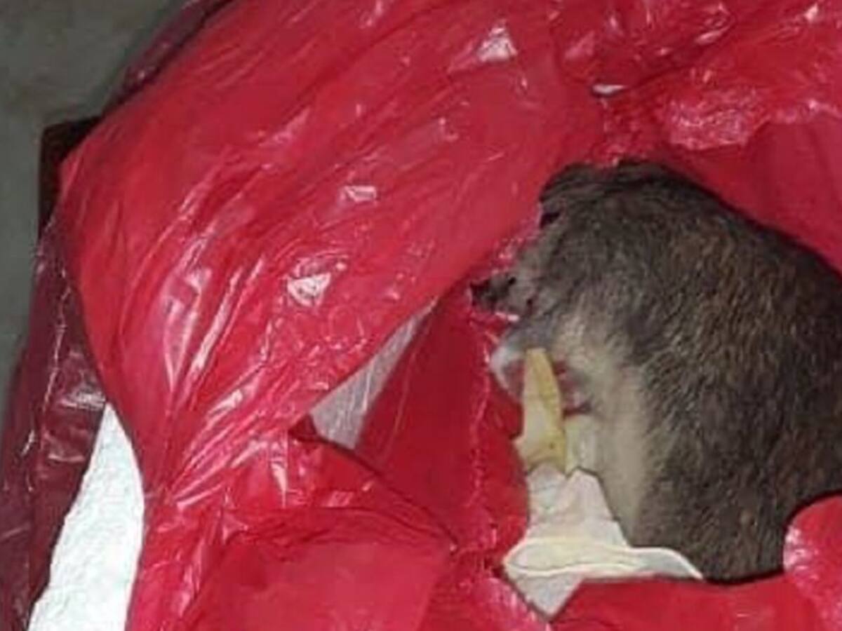 No aparece el cuerpo de la bebé que habría muerto al nacer en Tuluá