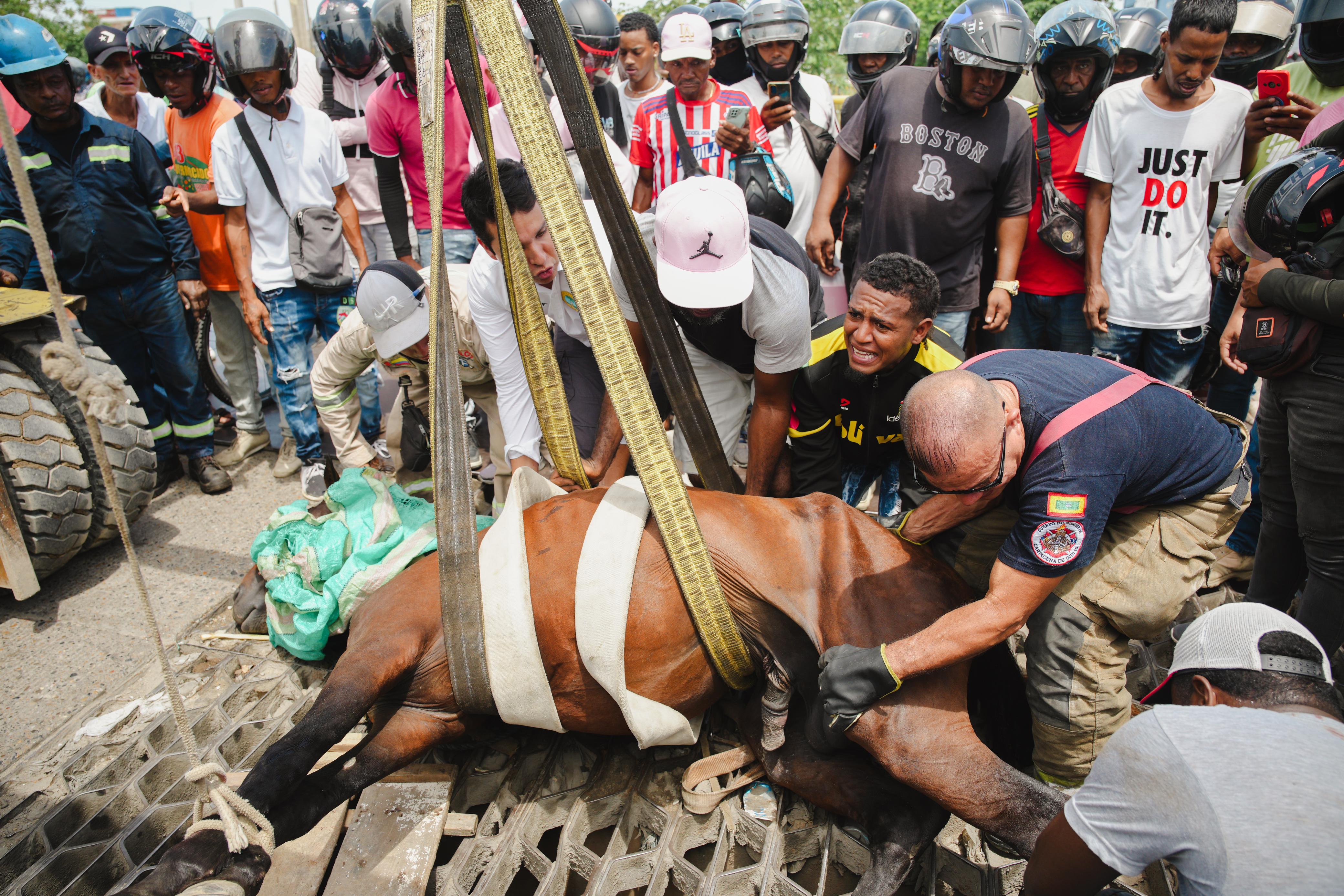 Autoridades atendieron accidente sufrido por un caballo en Cartagena