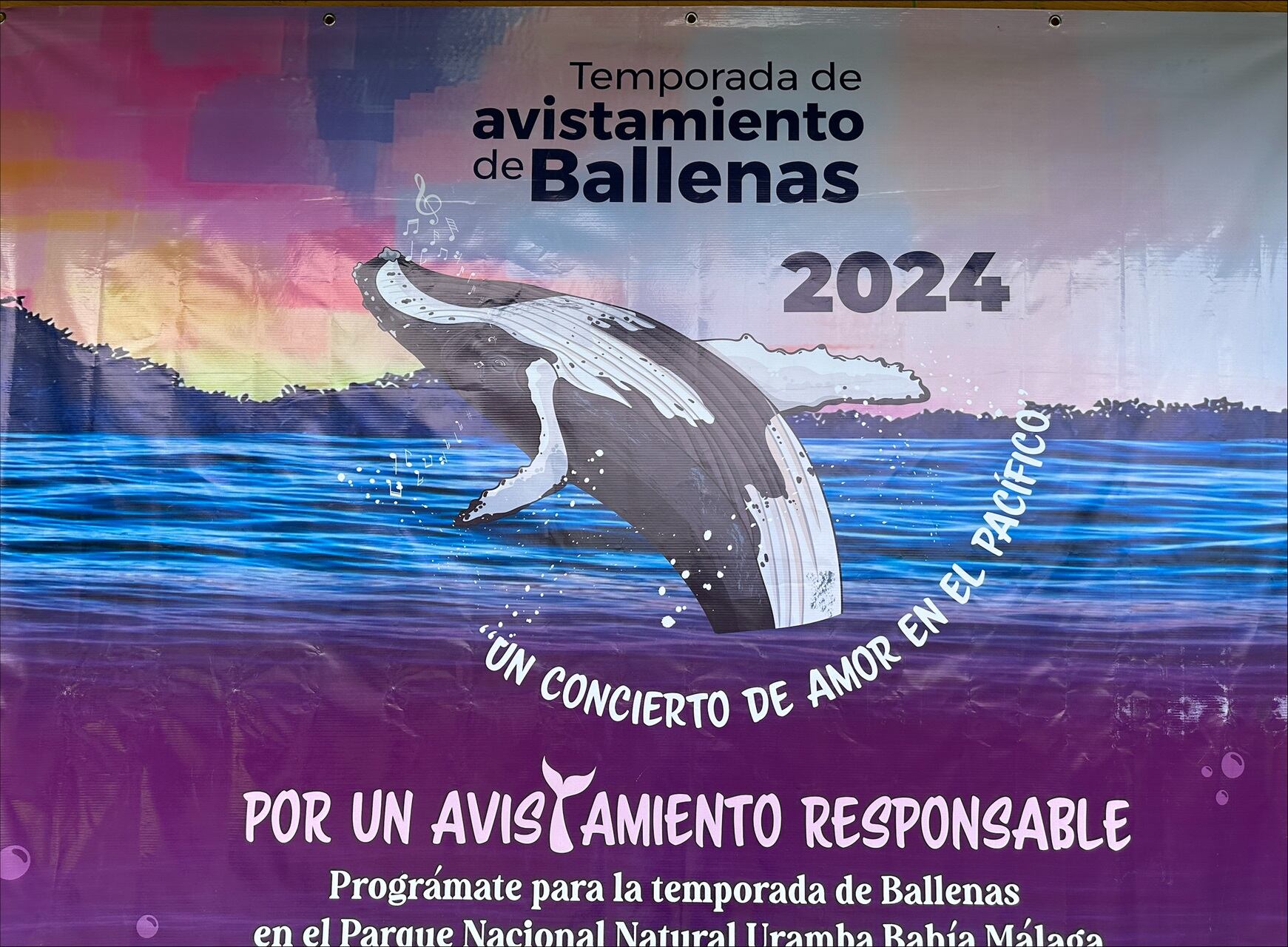 La temporada de ballenas arrancó oficialmente el pasado viernes 12 de julio e irá hasta el 21 de octubre del 2024.