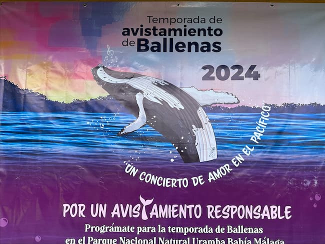 La temporada de ballenas arrancó oficialmente el pasado viernes 12 de julio e irá hasta el 21 de octubre del 2024.