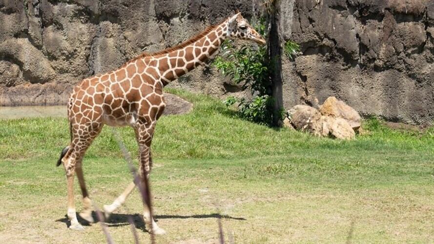 Las jirafas hacen parte del programa de protección y conservación que desarrolla el Bioparque Ukumarí. Foto: Bioparque Ukumarí