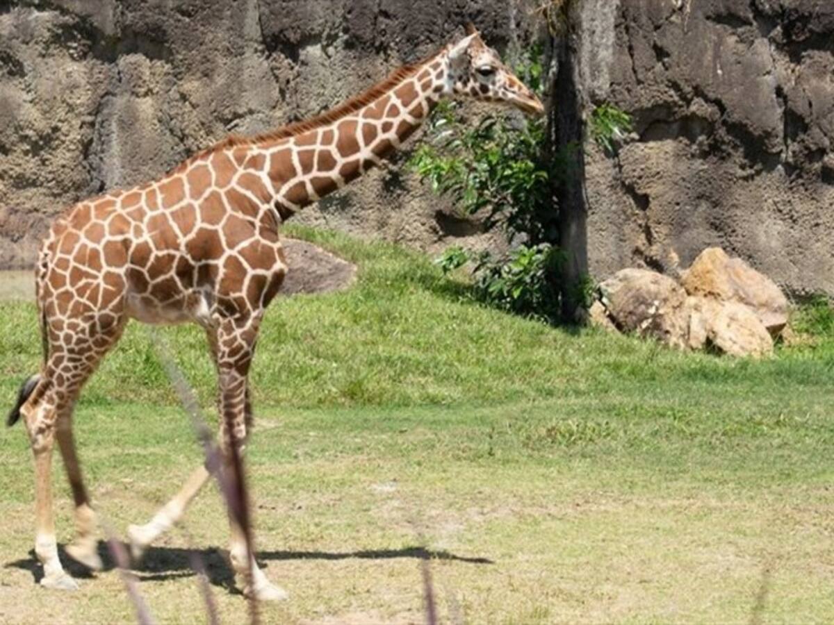 Llegaron las jirafas al Bioparque Ukumaría de Pereira