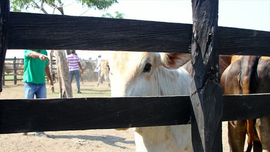 Imagen referencia, Fondo Nacional del Ganado. Foto: Colprensa.