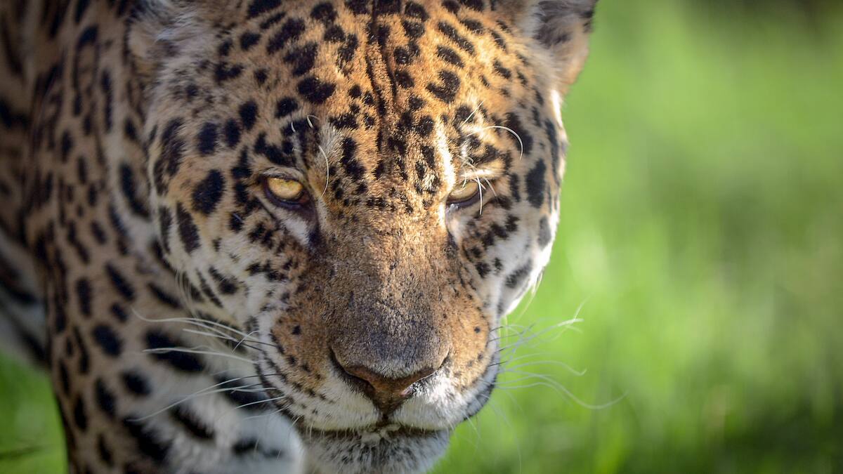 Había condiciones deplorables: ambientalista que denunció a Black jaguar-white tiger