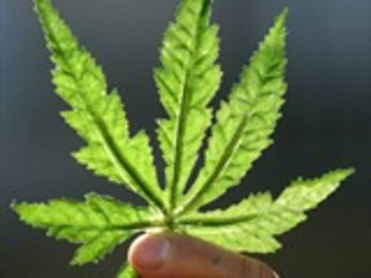 Guillermo Velazco, científico español que explica cómo el principio activo de la marihuana podría usarse en la lucha contra el cáncer