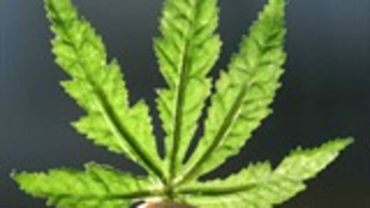 Guillermo Velazco, científico español que explica cómo el principio activo de la marihuana podría usarse en la lucha contra el cáncer