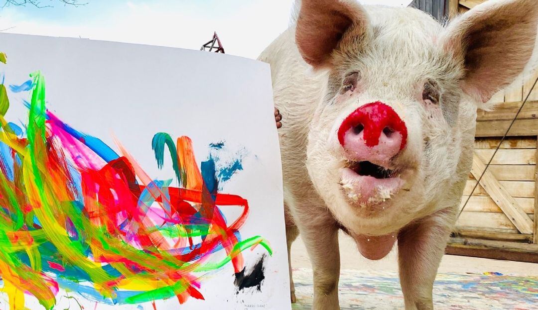 Pigcasso, la cerdita que pinta y vende un cuadro por 27.000 dólares