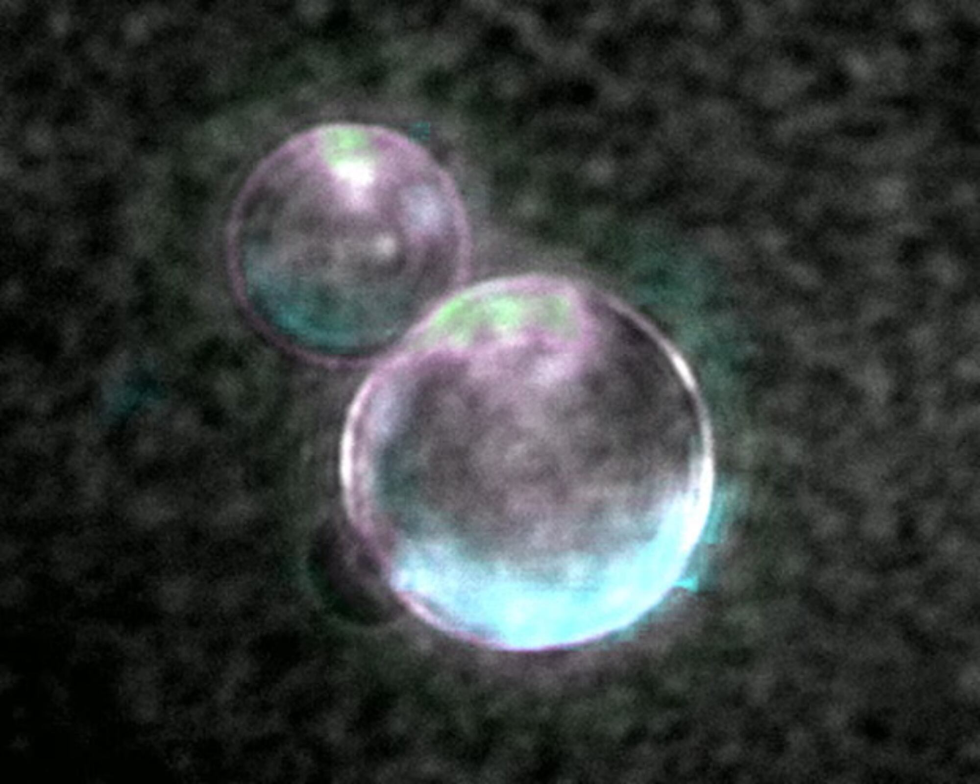Imagen de alta resolución de los liposomas de SpudCell con un genoma encapsulado. 
(Foto: cortesía Orion Venero/Adamala Lab.)