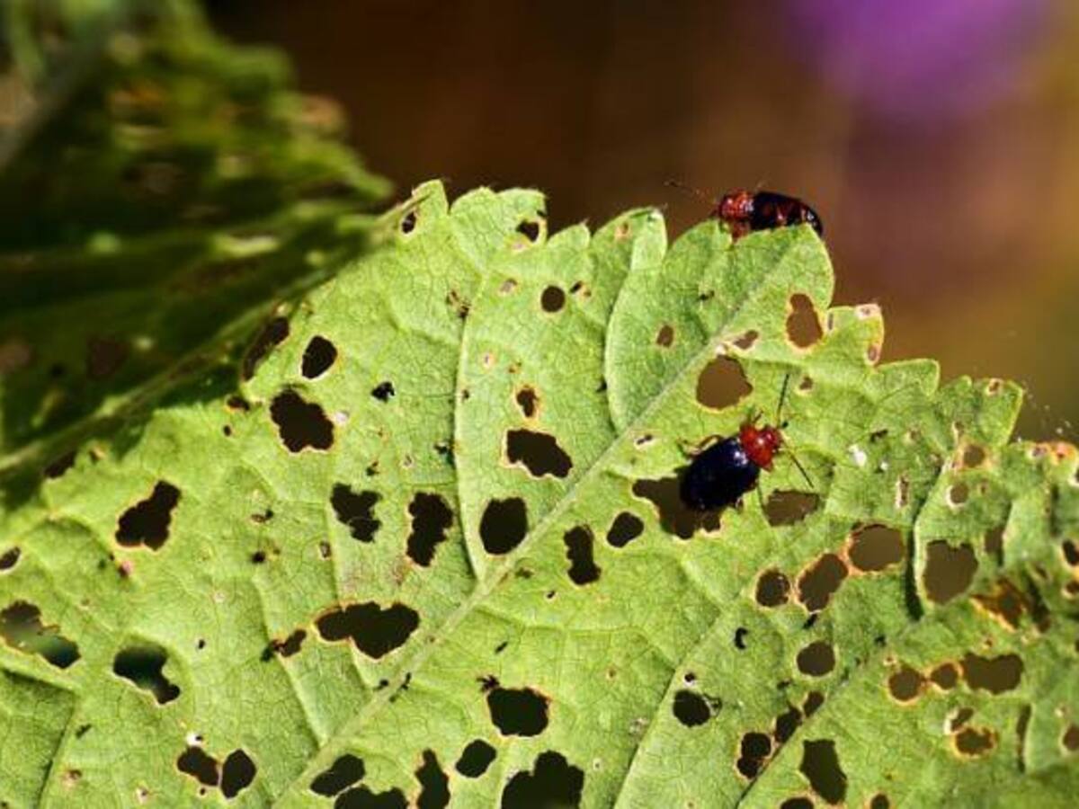 El café enfrenta 33 nuevas plagas