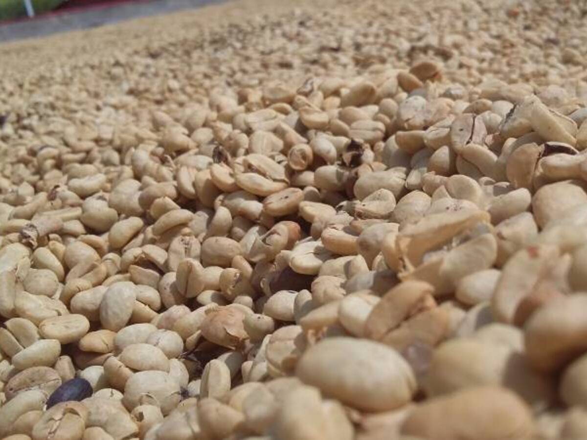 Cafeteros del Quindío piden fijar políticas urgentes para frenar la crisis