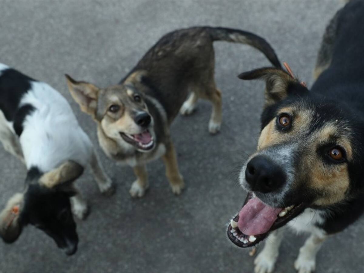 Preocupación en Santa Marta por el incremento de animales callejeros