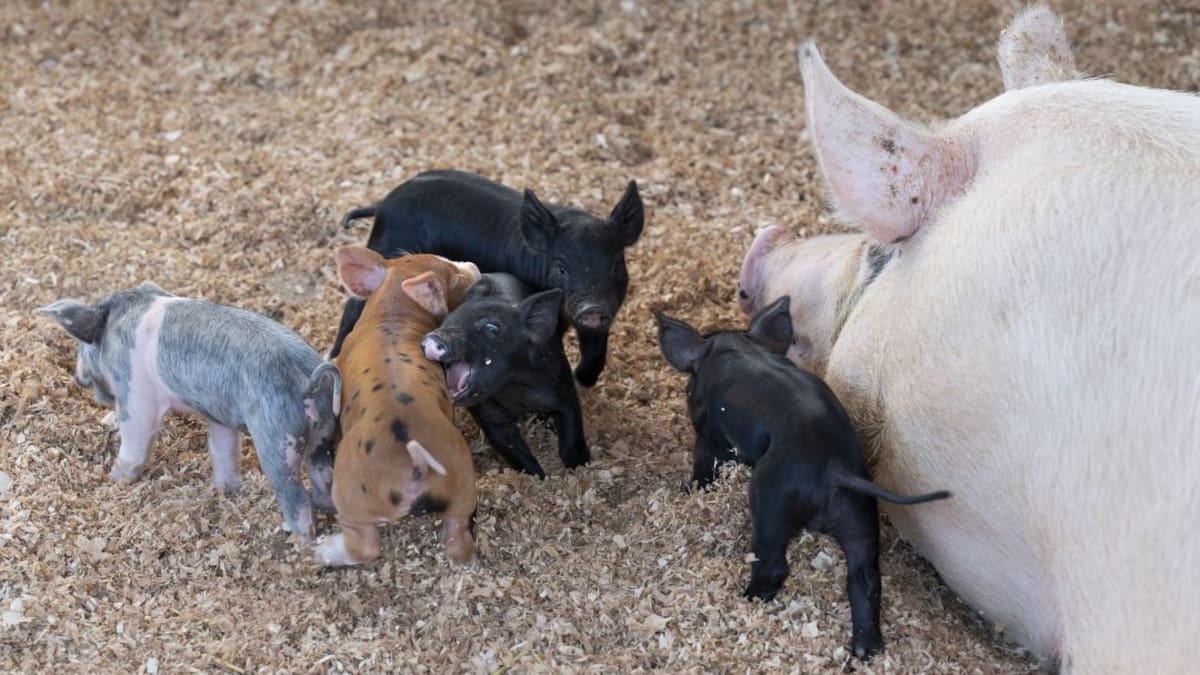 Cuidados para evitar que la peste porcina ingrese a las granjas de Colombia