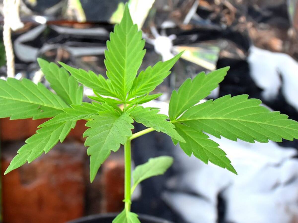 Alcaldía de Bogotá publicó la primera encuesta Cannábica