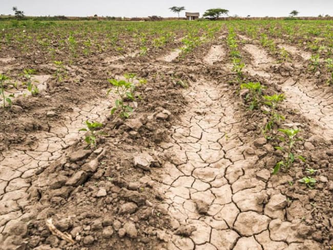 Intensa sequía afecta cultivos y ganado de los campesinos de Bolívar