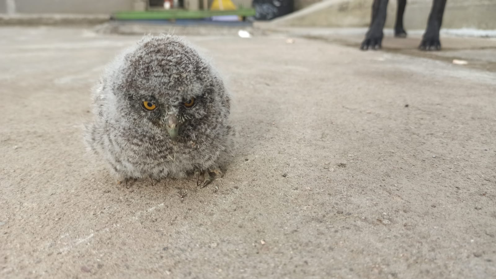 El búho fue dejado a disposición de la CAM (Corporación Autónoma Regional del Alto Magdalena) de Pitalito para su protección y cuidado y poderlo regresar a su hábitat natural cuándo el ave este más adulta.