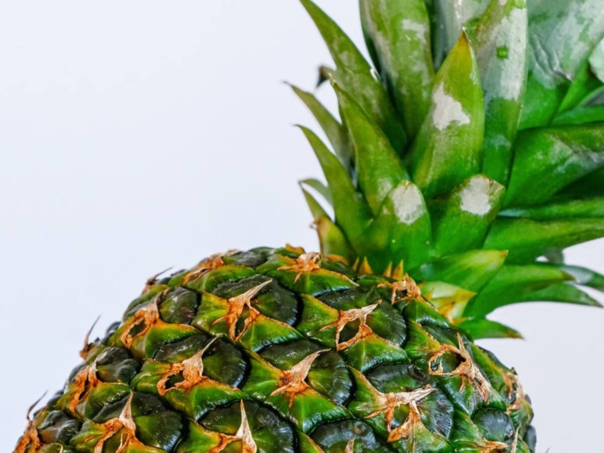 Listo el primer embarque de piña al mercado de Canadá: MinAgricultura