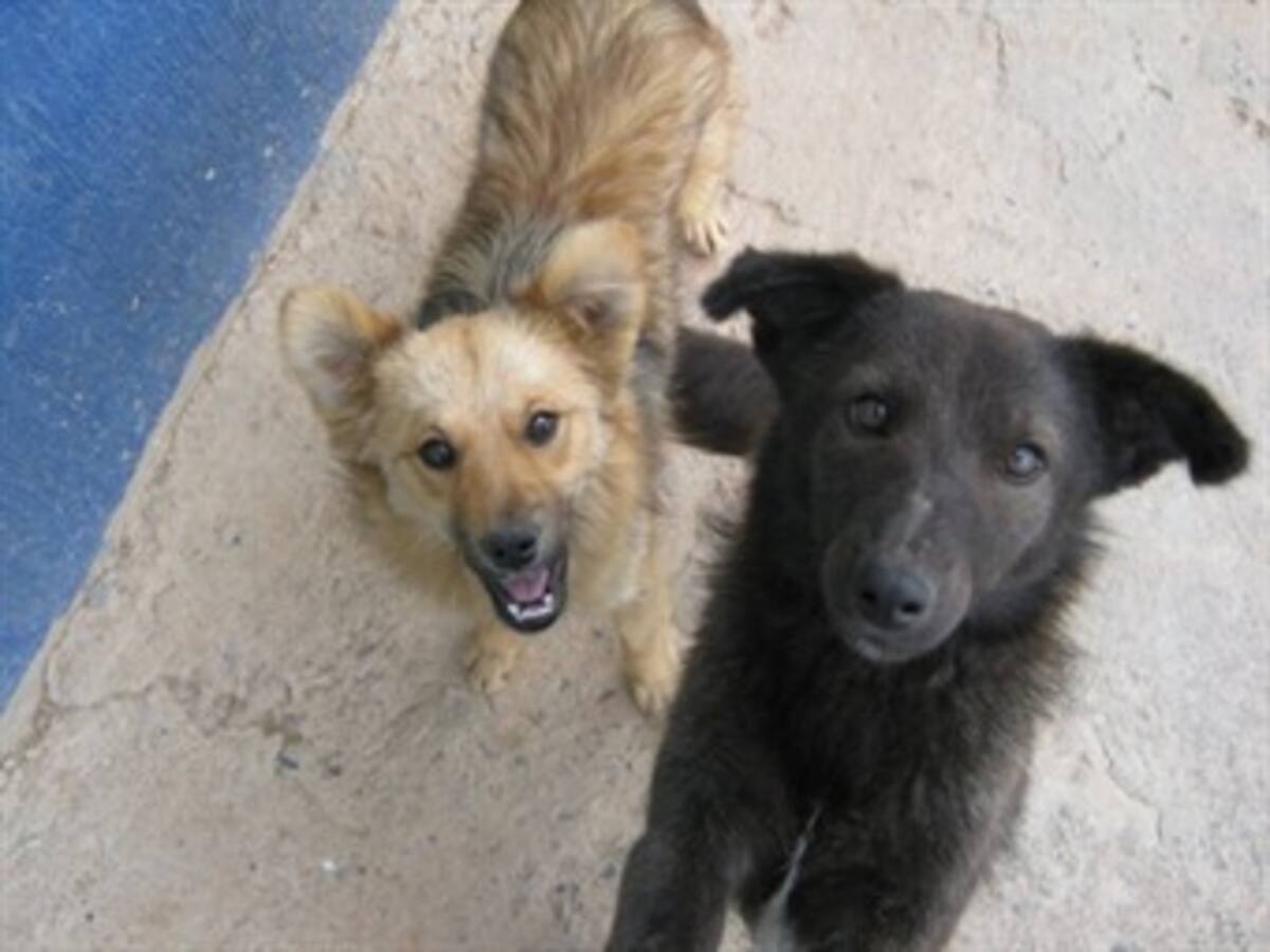 Organizan plantón indefinido para el cierre del centro de zoonosis