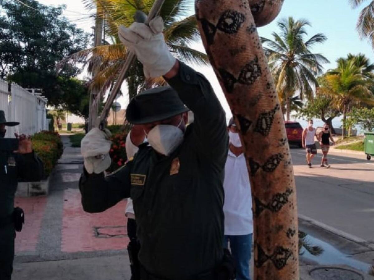 Encuentran y rescatan una boa constrictor en las playas de Cartagena