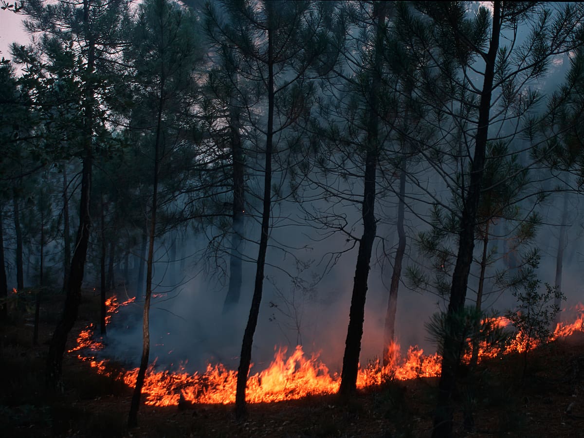 Incendio dejó 150 hectáreas de vegetación nativa y frailejones consumidas por el fuego