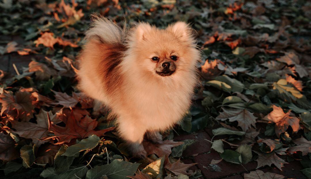 Imagen de referencia