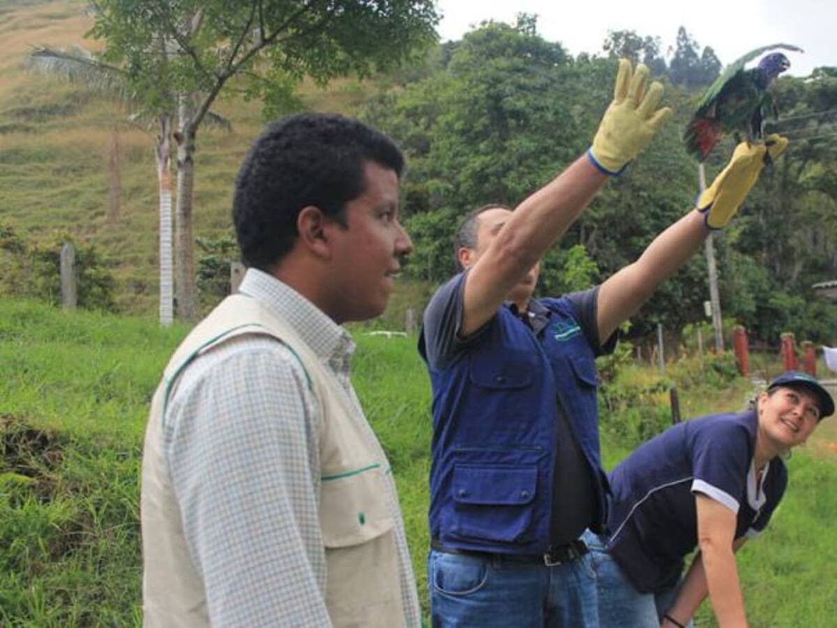 Incautaciones de fauna silvestre se han reducido en 40% en Quindío: CRQ