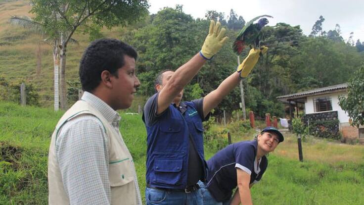 Incautaciones de fauna silvestre se han reducido en 40% en Quindío: CRQ
