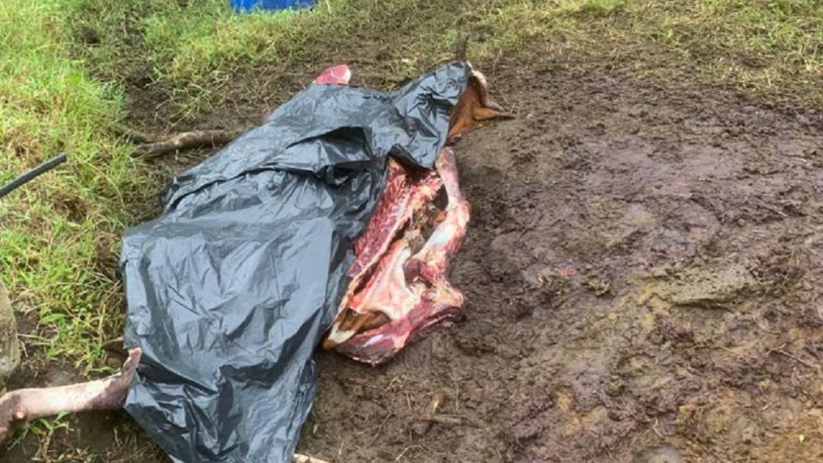 Giovanni Galindo, presidente comité ganaderos del Quindío