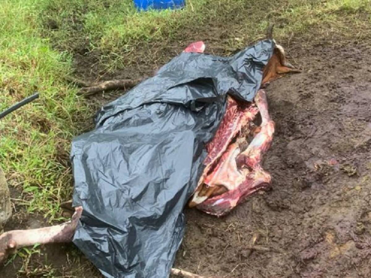 ¿Cuántos animales han sido sacrificados, en modalidad de carneo en Quindío?