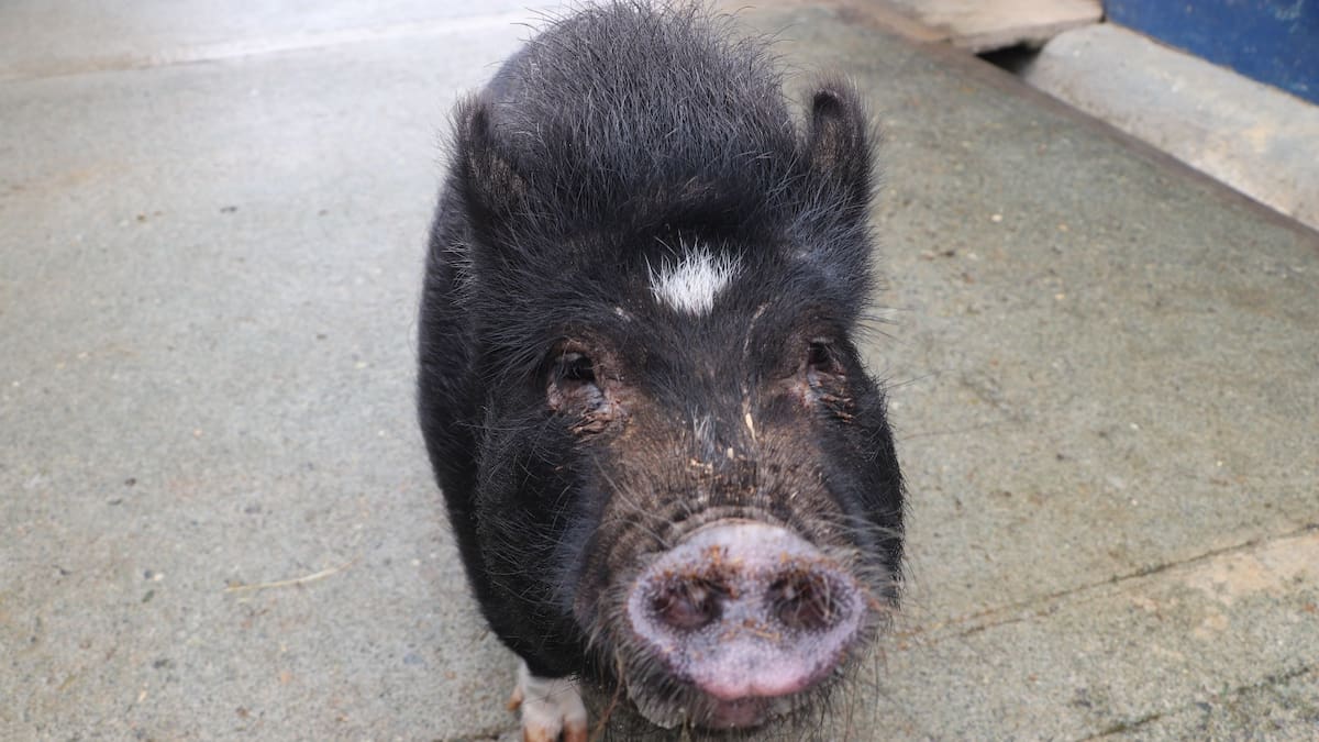 Cinco cerdos están en adopción en el programa de bienestar animal de Medellín