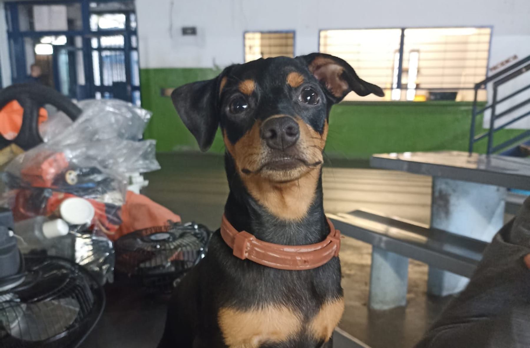 Perro Pincher encontrado en la cárcel de Ibagué