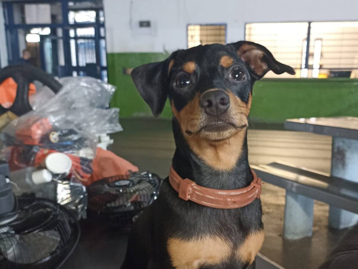Encontraron un perro Pincher en manos de alias ´Alex´ en la cárcel de Ibagué