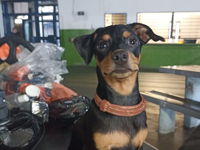 Perro Pincher encontrado en la cárcel de Ibagué