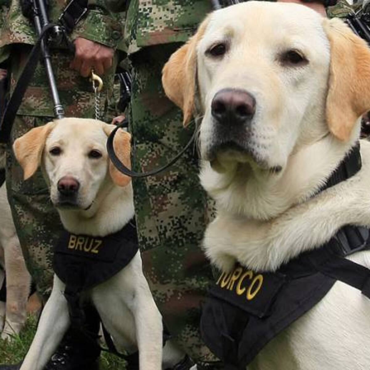 Heroína canina salvó la vida de campesinos y soldados en operación contra el ELN en Pisba, Boyacá