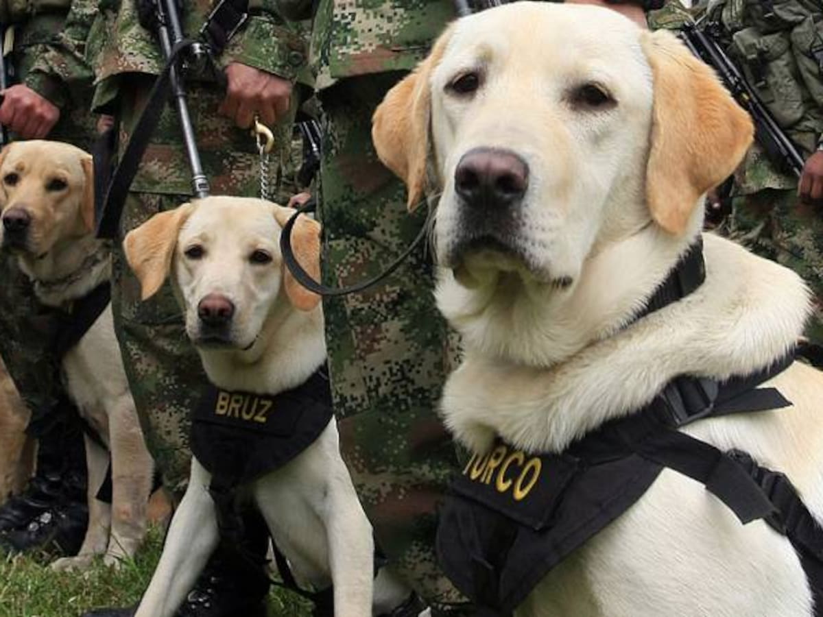 Heroína canina salvó la vida de campesinos y soldados en operación contra el ELN en Pisba, Boyacá