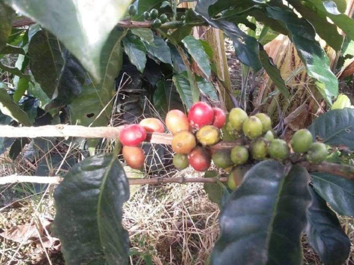 En Caldas la infestación de roya llega al 7,5%