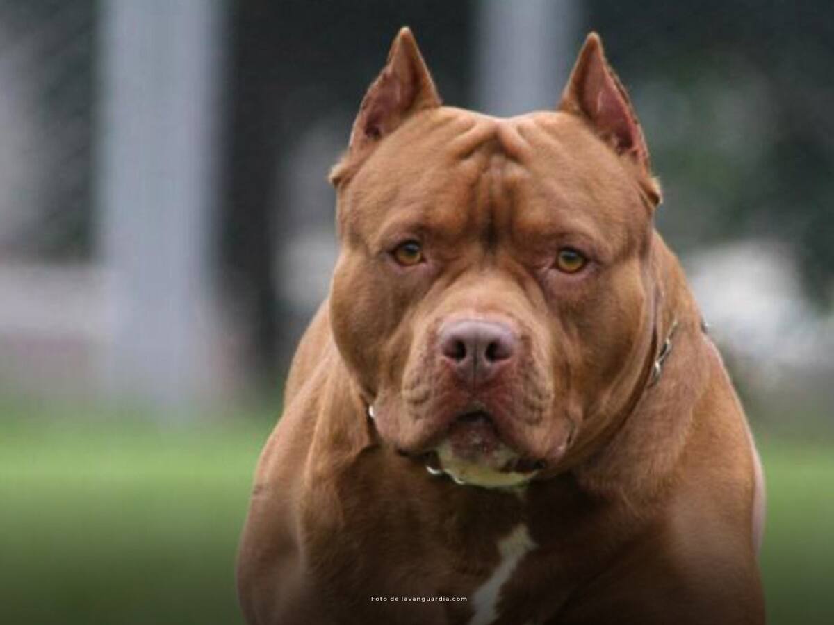 Por muerte de una niña atacada por un perro, Procuraduría pidió informe al ICBF