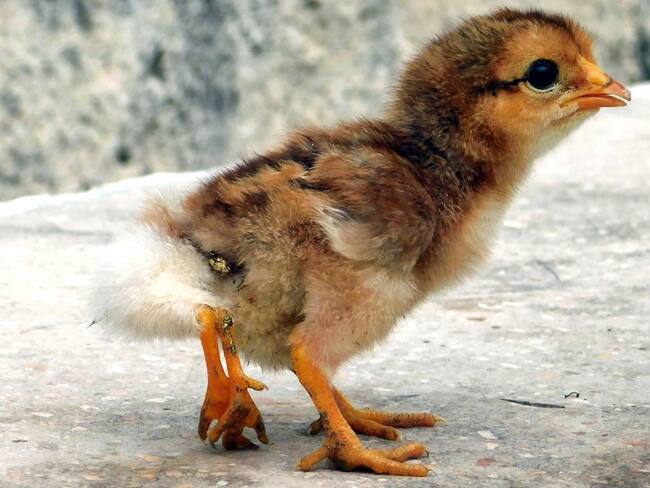 Nace en Cuba un pollito con cuatro patas