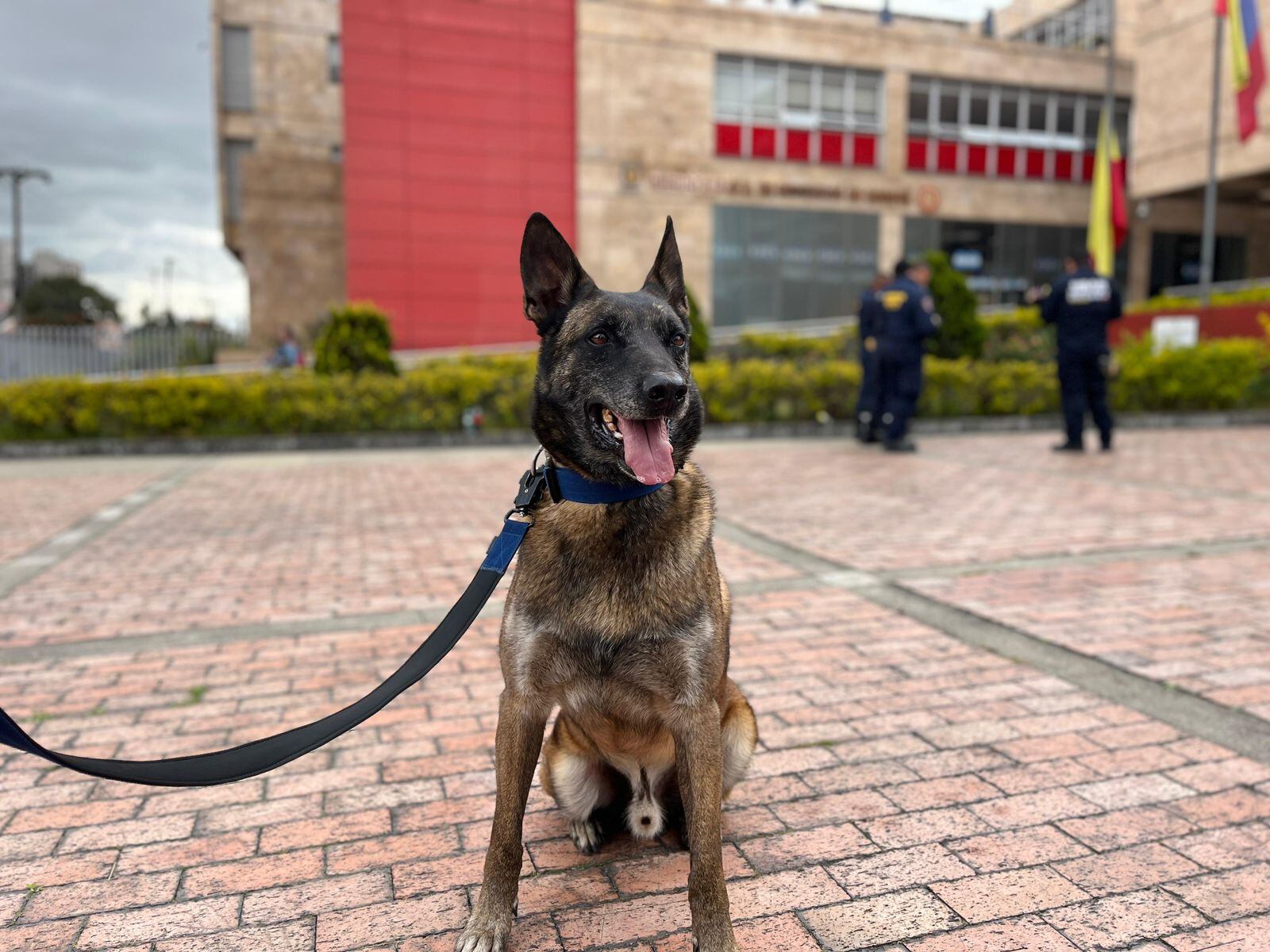 Dastan es un pastor belga malinois de 8 años y desde cachorro hace parte del Cuerpo de Bomberos de Bogotá. Está entrenado para localizar vida bajo los escombros y es por eso que viajará a Venezuela a ayudar en la búsqueda de personas. Foto: Suministrada.