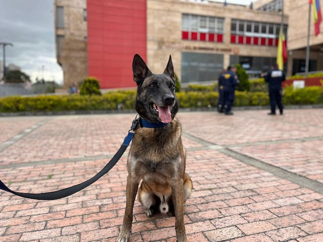 Dastan es un pastor belga malinois de 8 años y desde cachorro hace parte del Cuerpo de Bomberos de Bogotá. Está entrenado para localizar vida bajo los escombros y es por eso que viajará a Venezuela a ayudar en la búsqueda de personas. Foto: Suministrada.