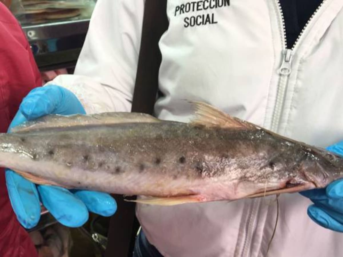 Pescado con altos niveles de mercurio fue decomisado en Tunja, Boyacá