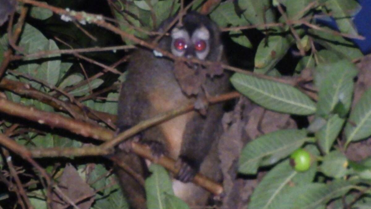En Salento, avistaron monos nocturnos, especie en vía de extinción