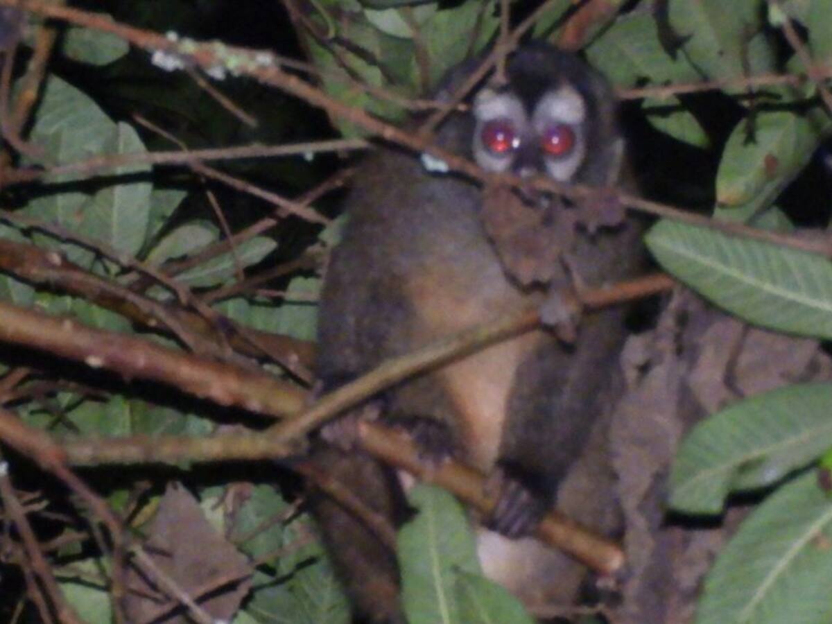 En Salento, avistaron monos nocturnos, especie en vía de extinción