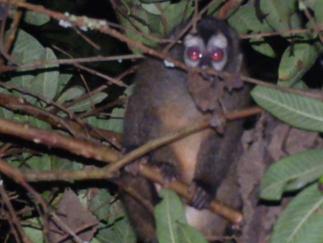 En Salento, avistaron monos nocturnos, especie en vía de extinción