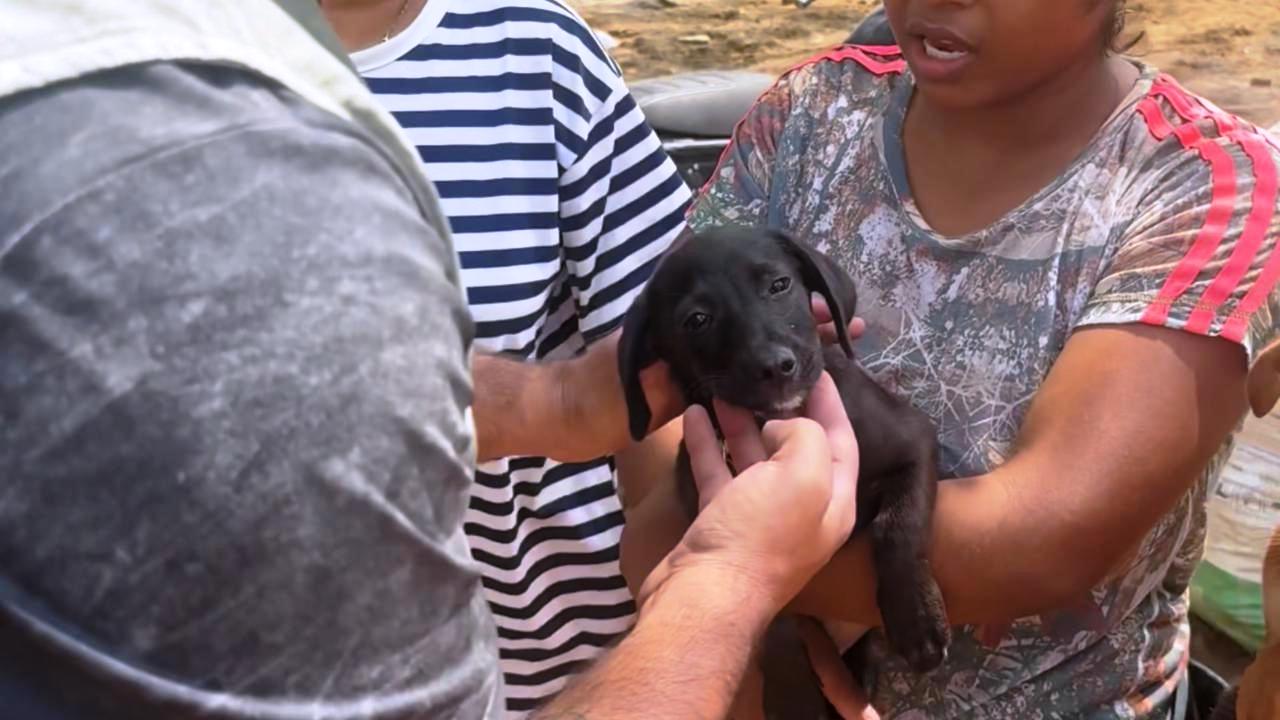 Umata Cartagena ha rescatado, atendido y puesto a salvo a más de 300 animales en Montería