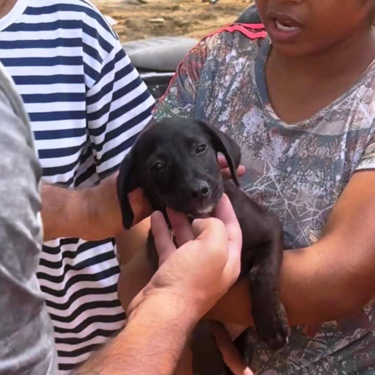 Umata Cartagena ha rescatado, atendido y puesto a salvo a más de 300 animales en Montería